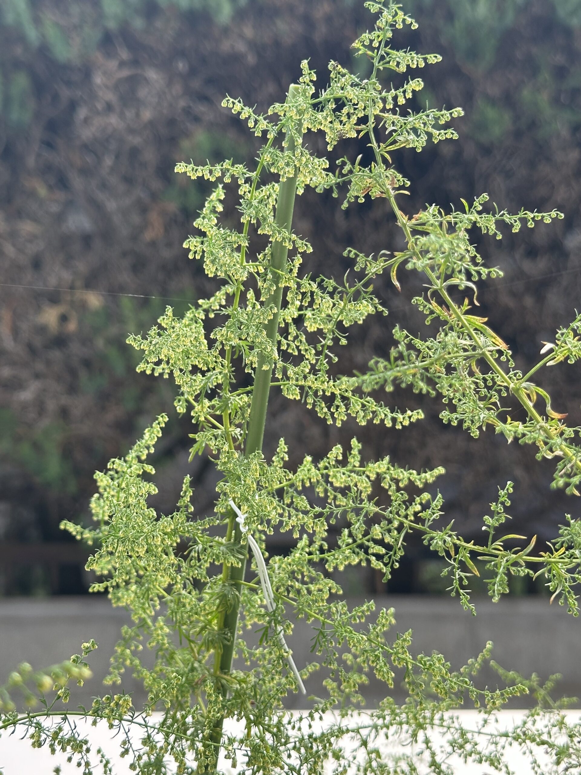 クソニンジンの花が咲きはじめた - クソニンジンcom