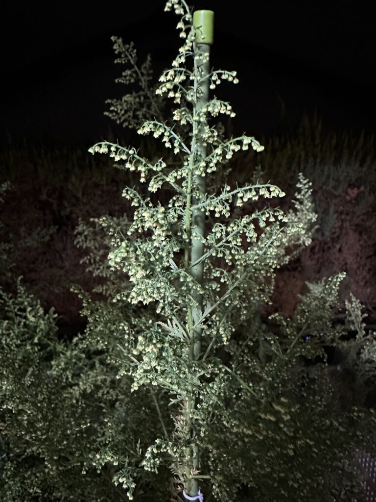 クソニンジンの花を夜に撮影 - クソニンジンcom