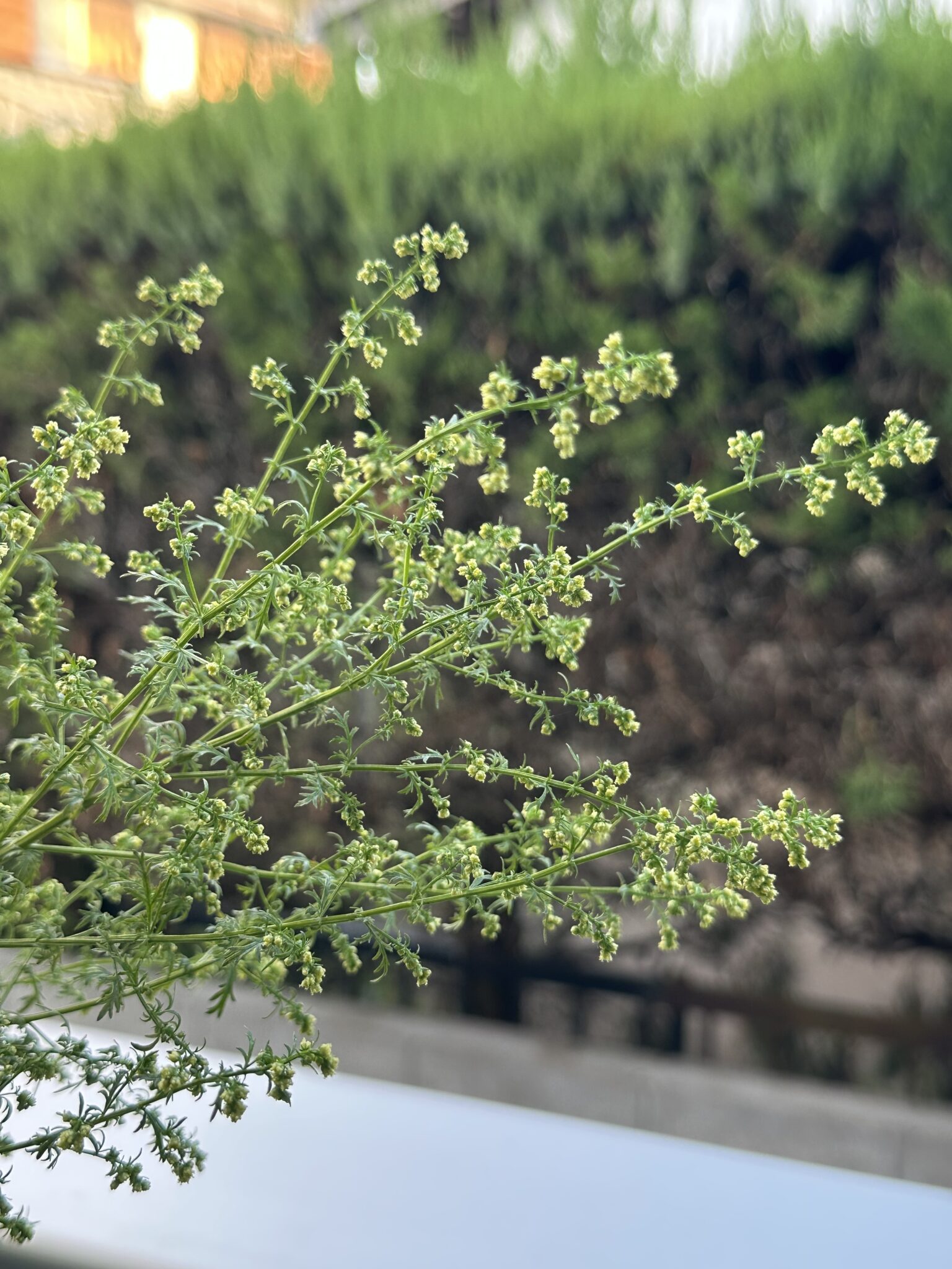 クソニンジンの花が咲きはじめた - クソニンジンcom