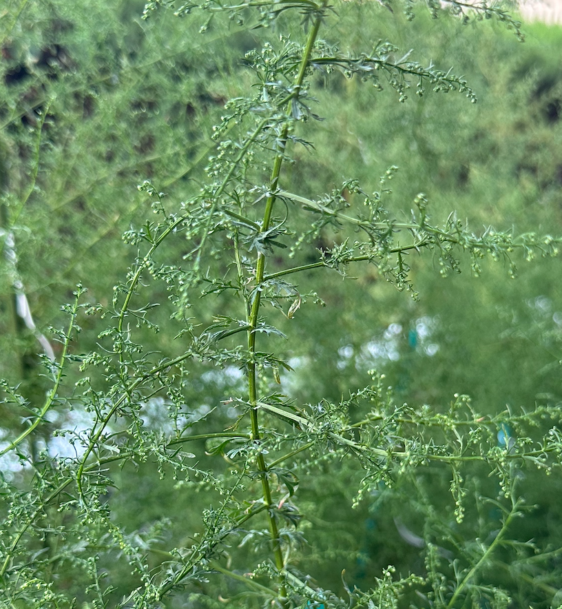 クソニンジンの蕾