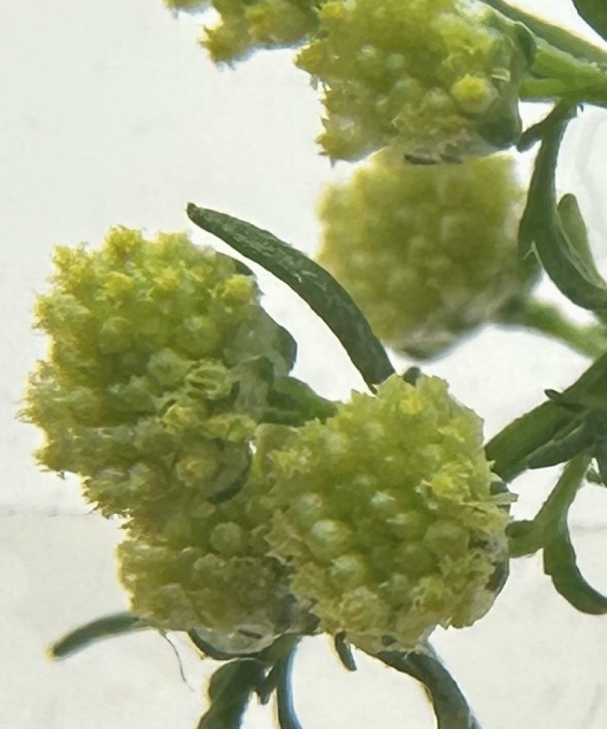 クソニンジンの花が開花