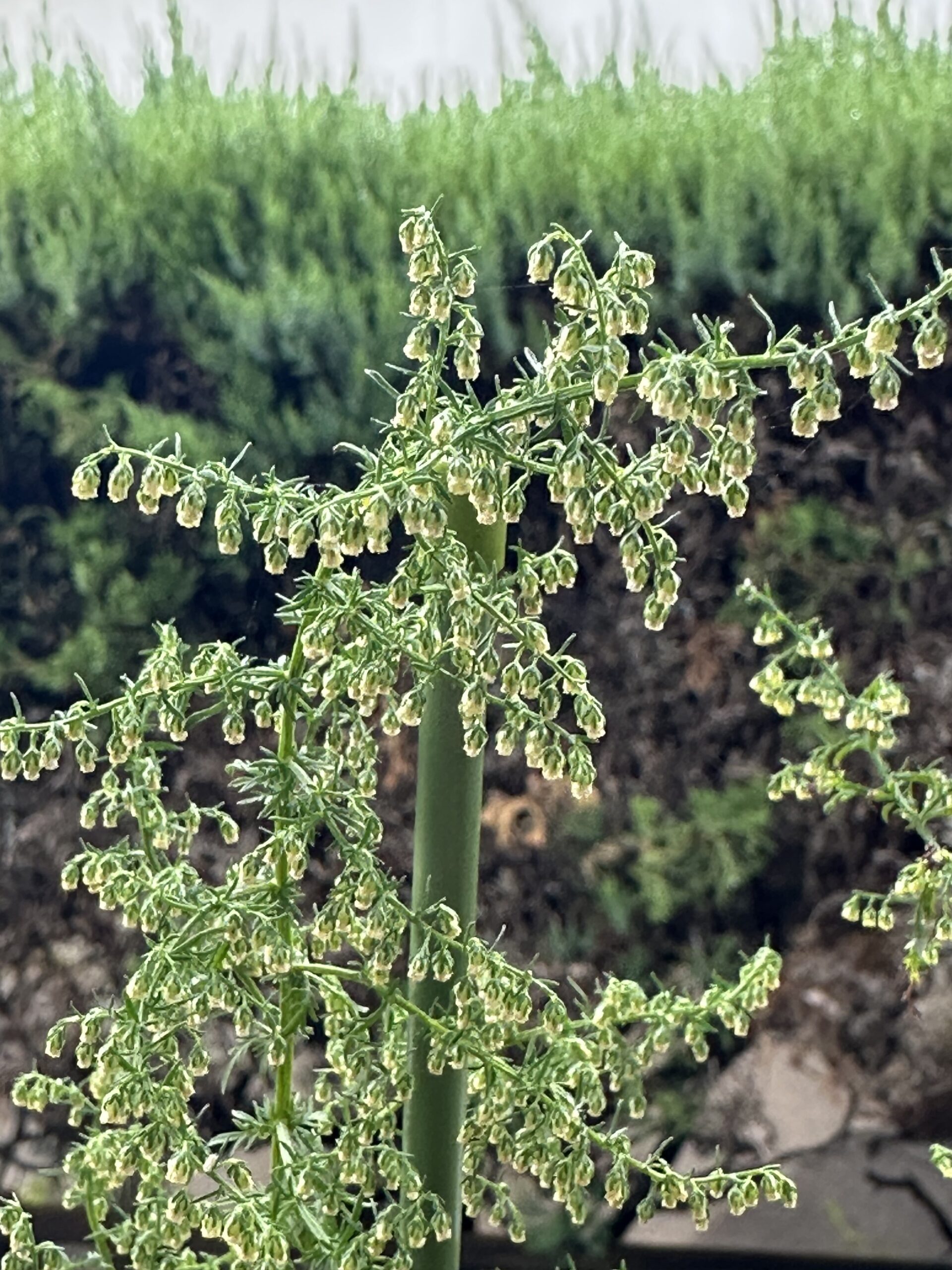 クソニンジンの花は下向きに咲く - クソニンジンcom