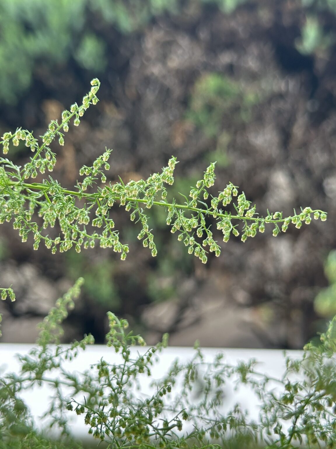 クソニンジンの花は下向きに咲く - クソニンジンcom