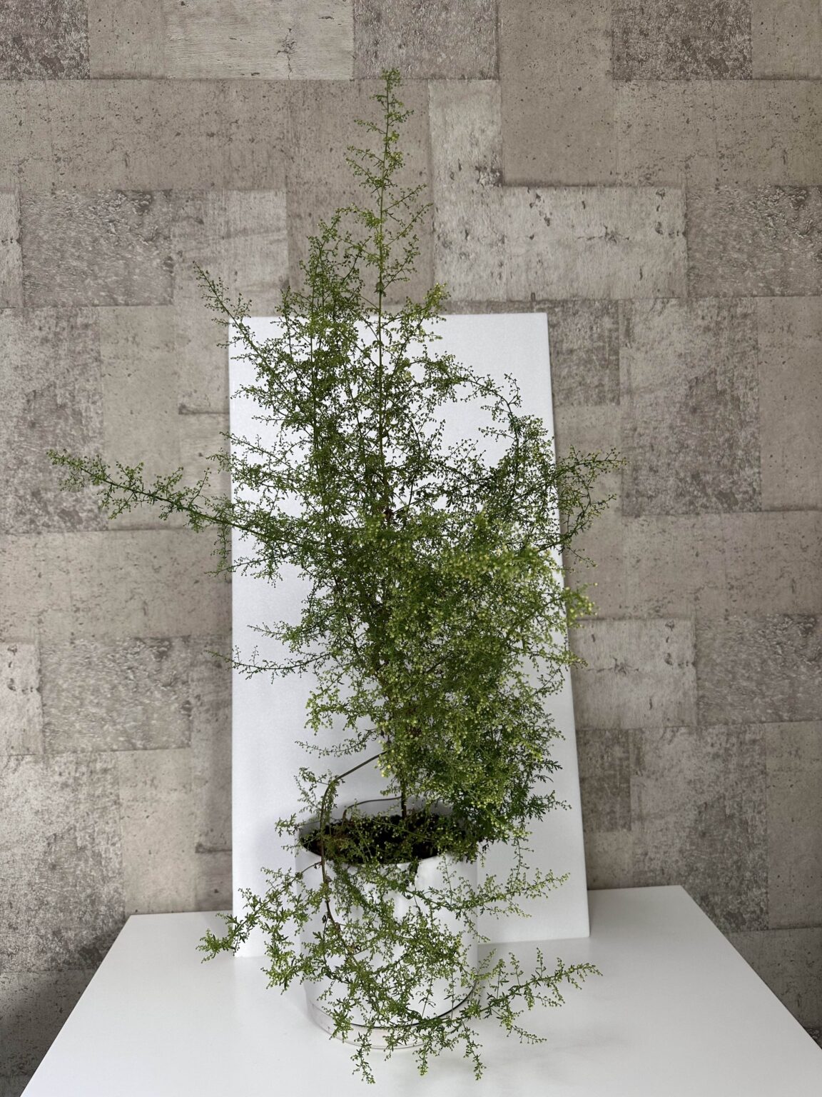 鉢植えしたクソニンジン11月中旬に花満開 - クソニンジンcom
