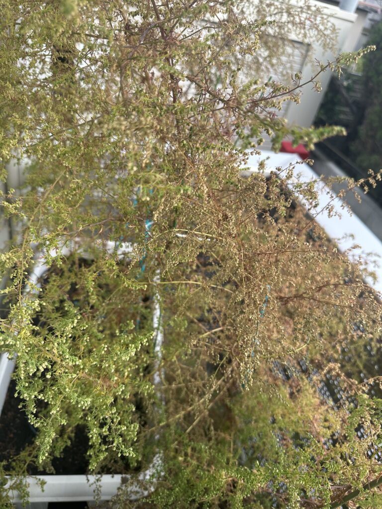 クソニンジンの種がもうすぐ実る