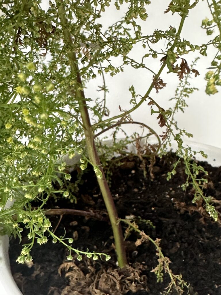 鉢植えしたクソニンジンの11月中旬の画像