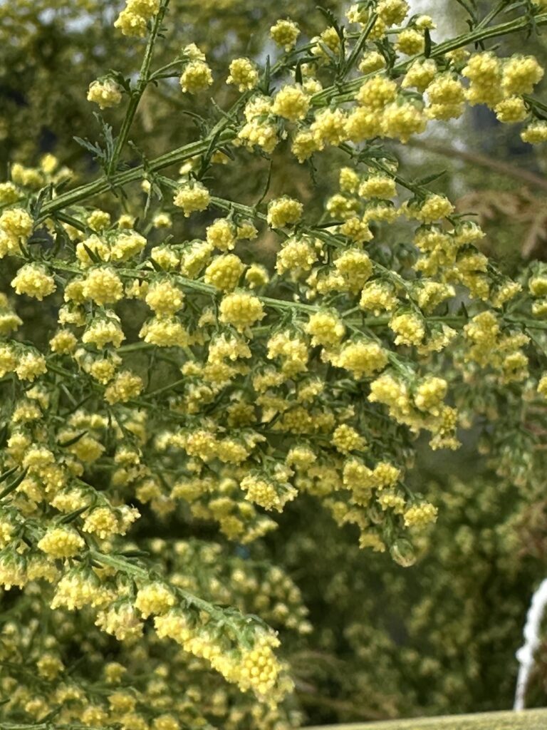 10月になると花は満開になるが部屋の中に入れると明るいため花が咲かなくなることもある。いわゆる秋分の日を境に花が咲き始める短日花のため日照時間が短くなり始めると蕾が出てきて花が咲く。明るい部屋などに入れておくと蕾すらできないことがある。光周期（フォトペリオディズム）」という仕組みで季節を感じ取り、子孫を残すための自然なメカニズムである。