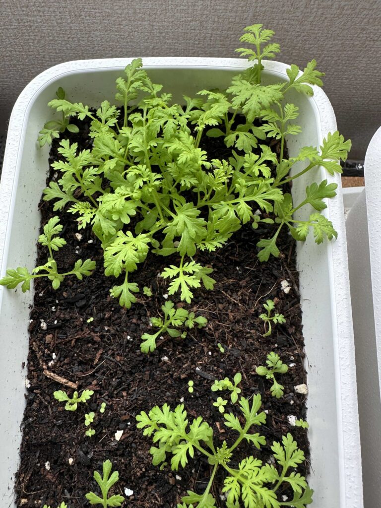 少し大きくなり始めたクソニンジンの新芽の画像