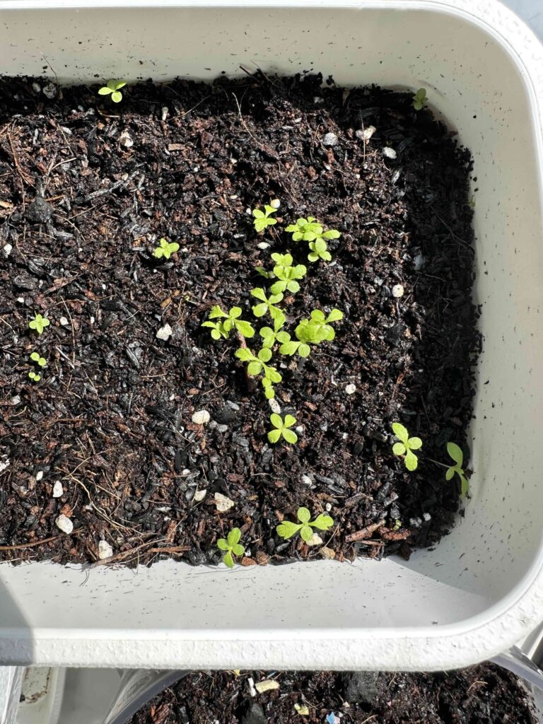 芽が出てきたばかりの小さなクソニンジンの新芽の画像