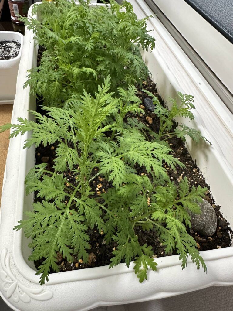 5月中旬になると葉が大きく広がり始めたことがわかる画像　水やりは非常に重要。この大きさになれば日当たりの良い畑などに植え替える方が良い。