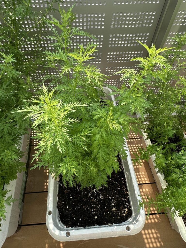 6月下旬のクソニンジン　茎には筋がしっかりと入っていないためまだ頼りないが青々とした葉は大きく広がりクソニンジンらしい形がわかる。歯の裏には白い毛が生えていないことも確認できる。大きなものと小さなものが明確に分かれてくるため早めに株分けした方が良い。放置しておくと小さなものは日照量が不足して枯れたり成長が止まることがある。