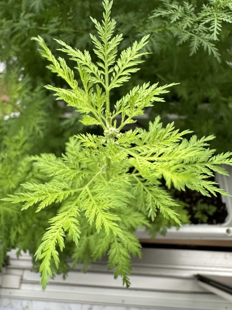 6月下旬のクソニンジンの画像。指で揉むとほんのりと良い香りがする。この頃が一番爽やかな香りだが風や指で揺れるなど刺激を与えないと匂わない。株分けするならこの時期がギリギリのタイミングである。種を採集したい場合は受粉率を高めるため３つ以上の株をくっつけて栽培した方が良い。