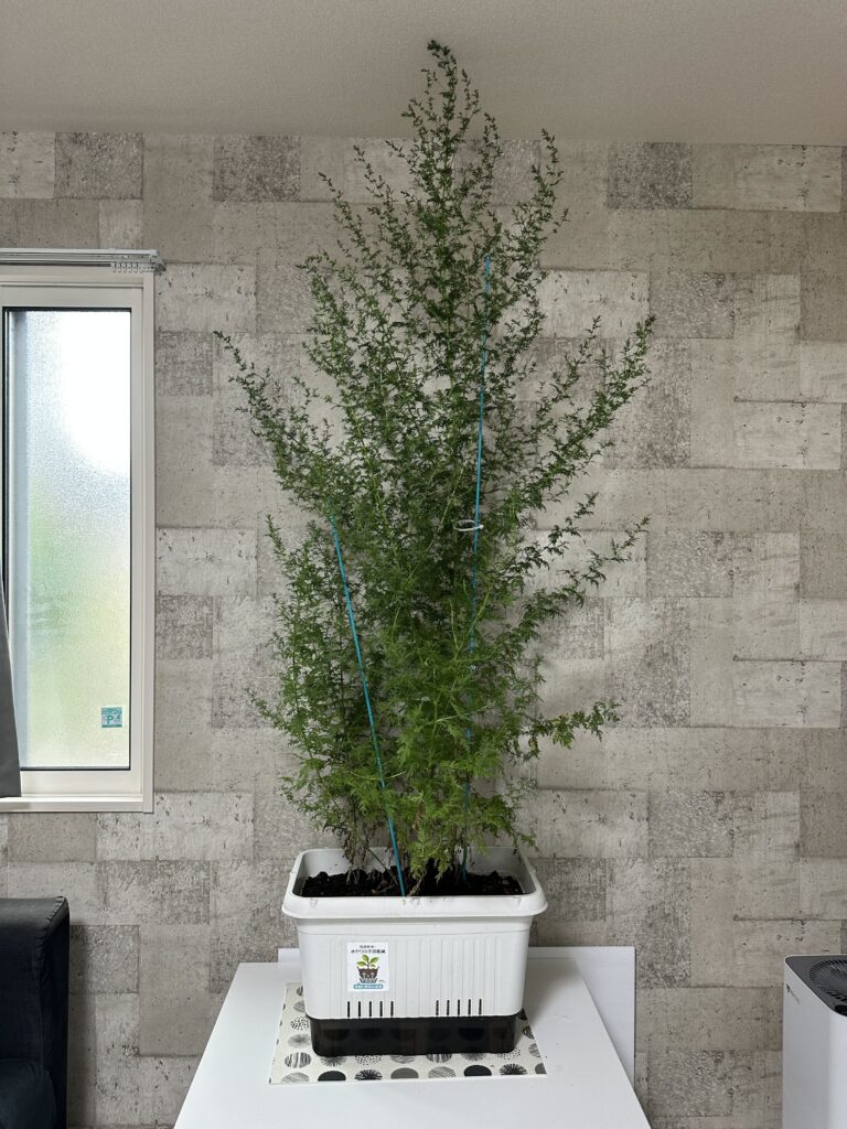 8月のクソニンジンは茎に縦の筋が入り背が伸びても折れ曲がりにくくなる。8月下旬になると大きなクソニンジンの株は２m近い背丈になるものも出てくる。この頃はハダニがつきやすいので水やりをりっかりと行う。