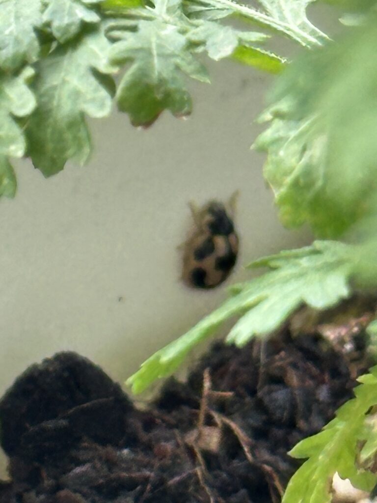 クソニンジンにたかるてんとう虫の写真　オレンジ色に黒の模様