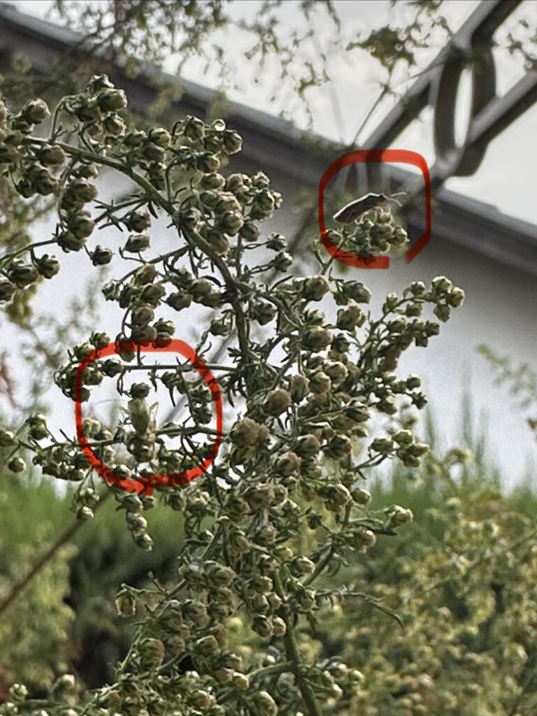 クソニンジンにたかるアブラムシとカメムシの写真