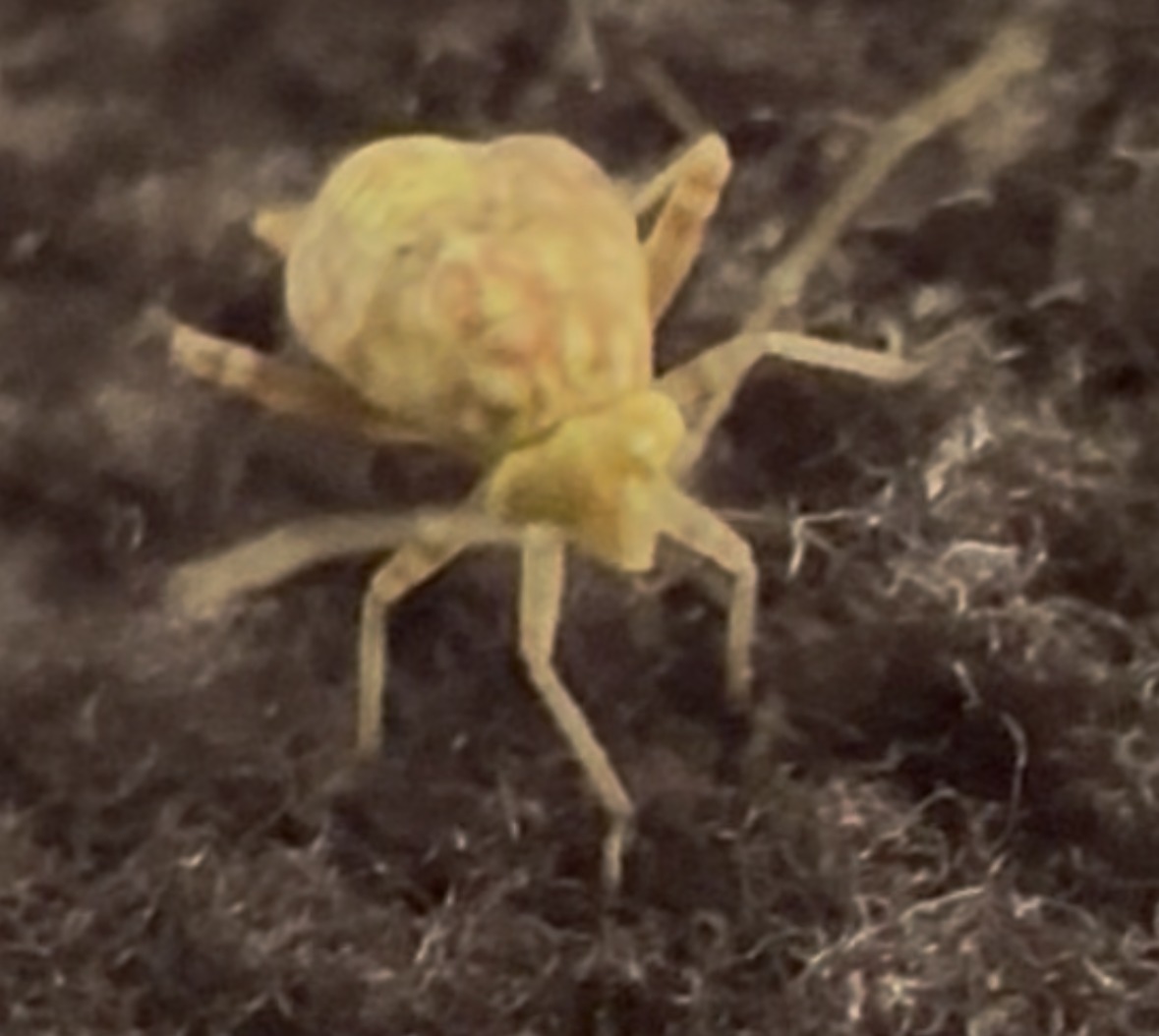 アブラムシだと思っていた虫は別の虫だった。　写真が綺麗に撮れたのでGEMINIで調べてみたところ「高確率でウスモンミドリカスミカメ」という回答が出たので調べてみた 高確率というより間違くウスモンミドリカスミカメであるカスミカメムシ科というものに属するそうだ キク科の植物を好むらしい・・・納得 クソニンジンはキク科ヨモギ属