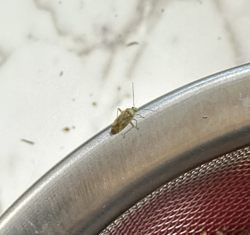 クソニンジンを好む虫
これが最も多い。
有翅型（羽付）のヨモギアブラムシの写真
特徴：枝や茎から養分を吸い取る　体長：１cm以下　色：緑色（羽は透明）

確認した時期は11月下旬