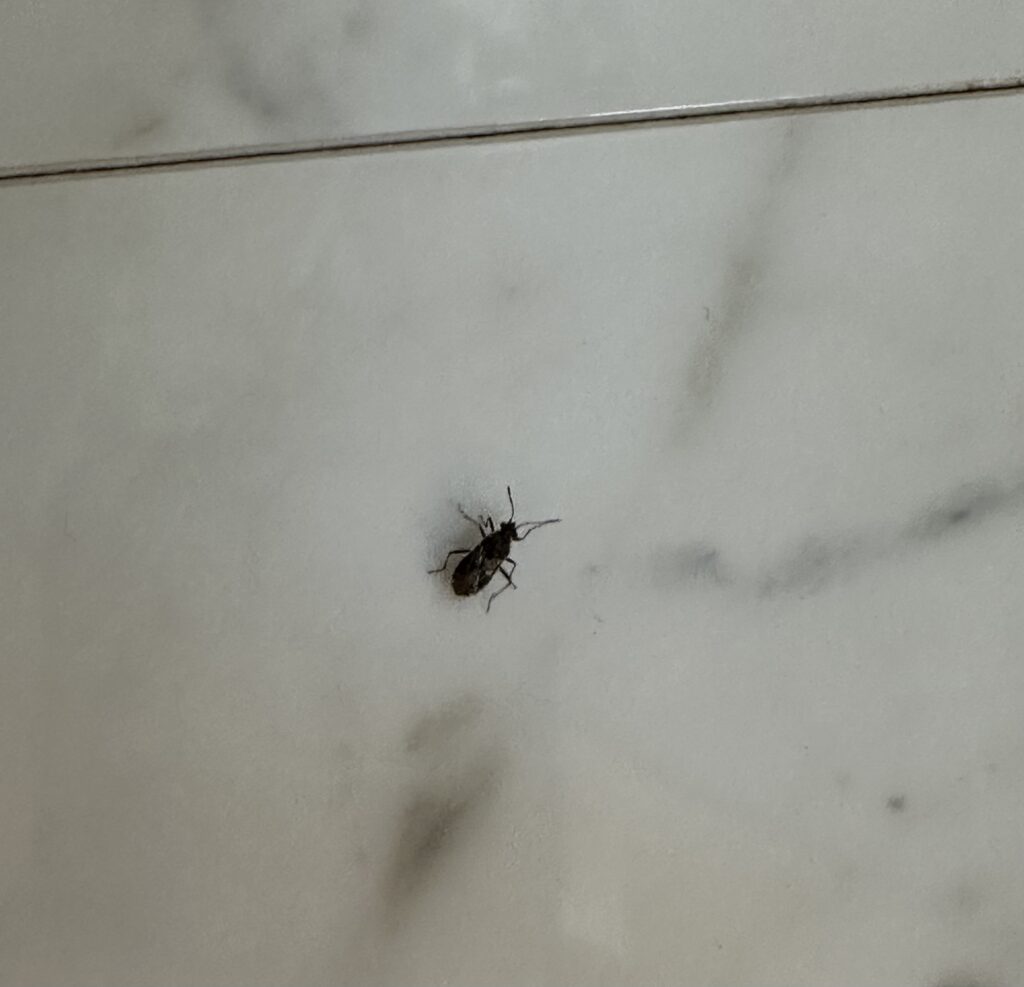 有翅型（羽付）のヨモギアブラムシ黒の写真

特徴：枝や茎から養分を吸い取る

体長：約１cm

色：黒色に濃い緑色の模様（羽は透明）