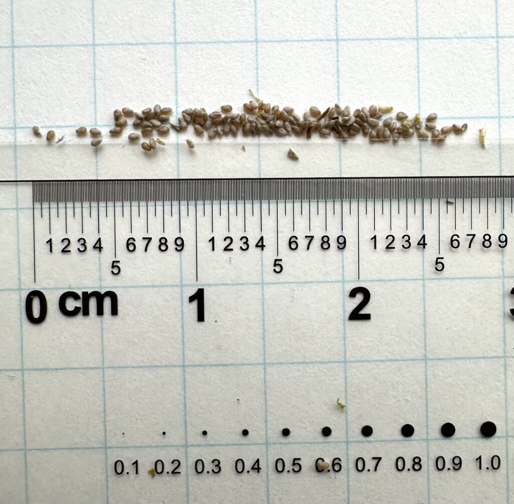 クソニンジンの種は非常に小さくて肉眼ではわからない。大きさは0.7mm前後で色は茶色寄りのものや灰色寄りのものがある。これは採取時期や完熟度が影響している可能性がある。