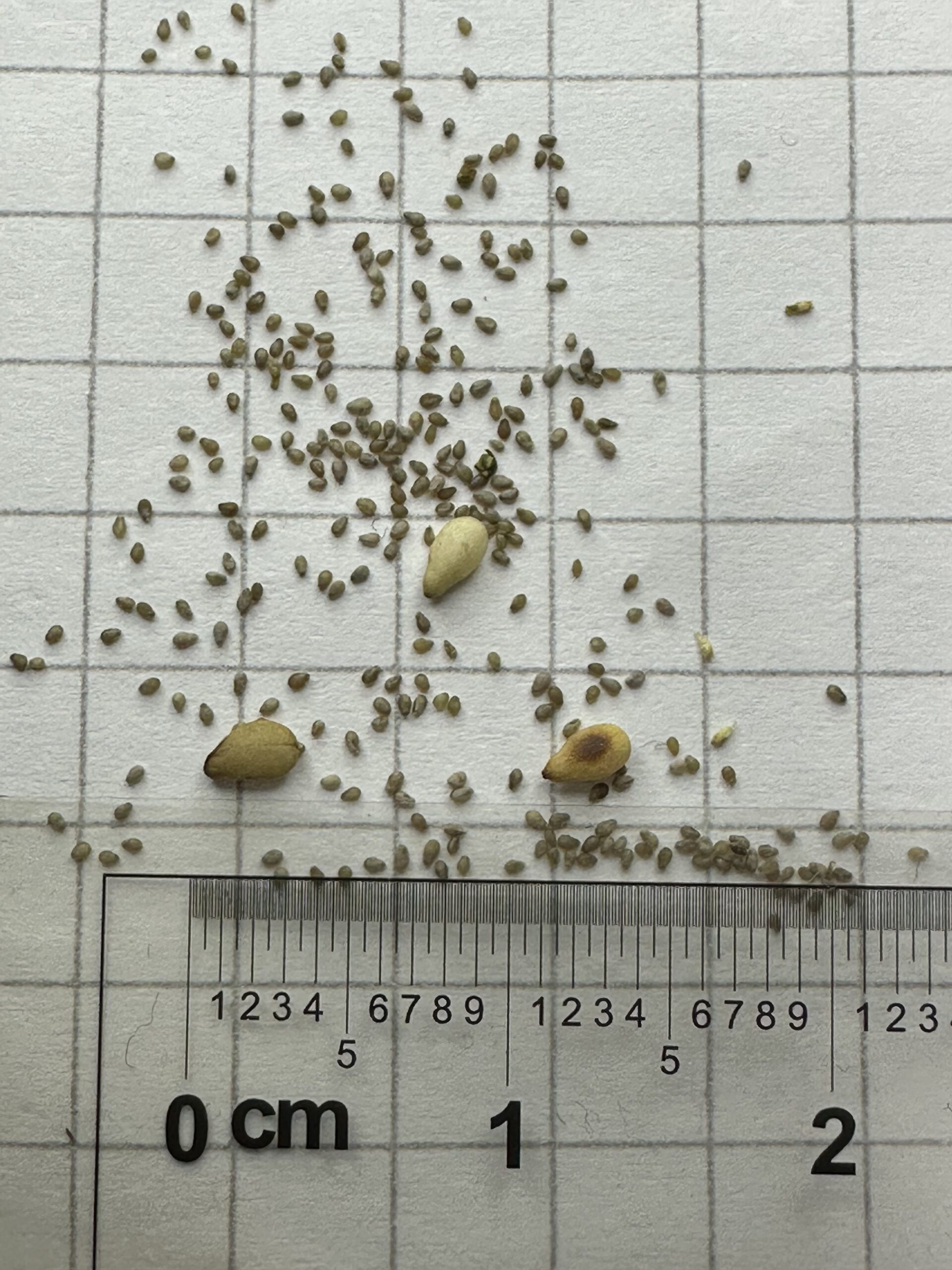 クソニンジンの種と胡麻の大きさを比較した写真