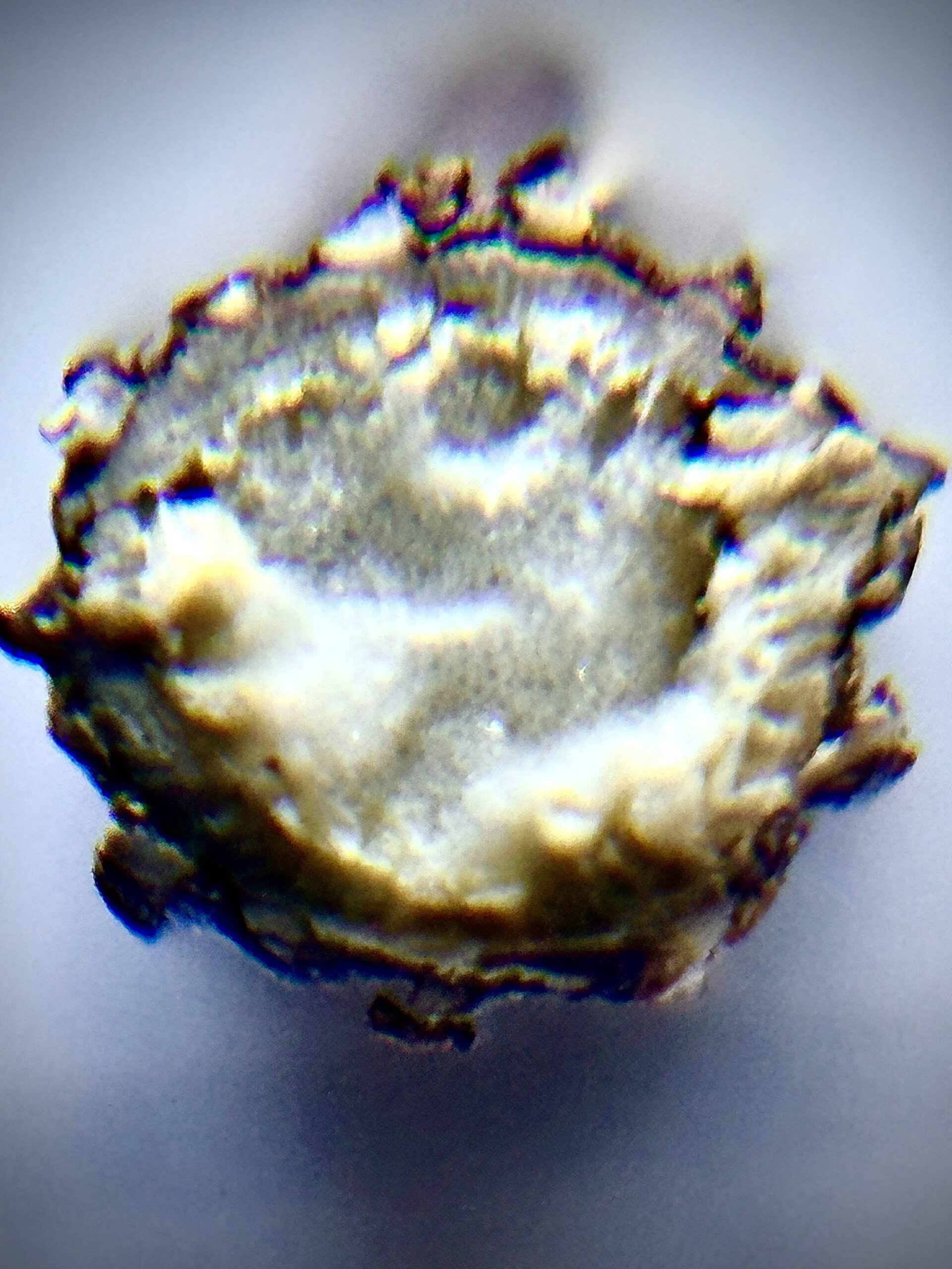 クソニンジンの茎の断面写真