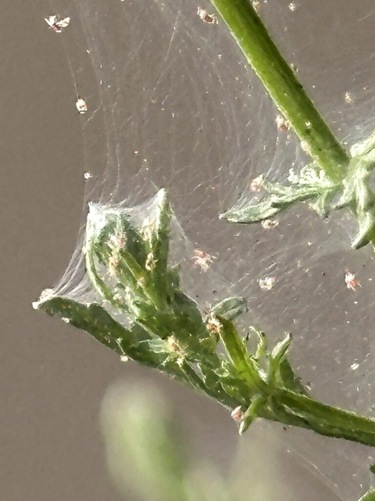 クソニンジンにコロニーを作っているハダニの写真である。蜘蛛の巣のようなものを伝って忙しく移動している。