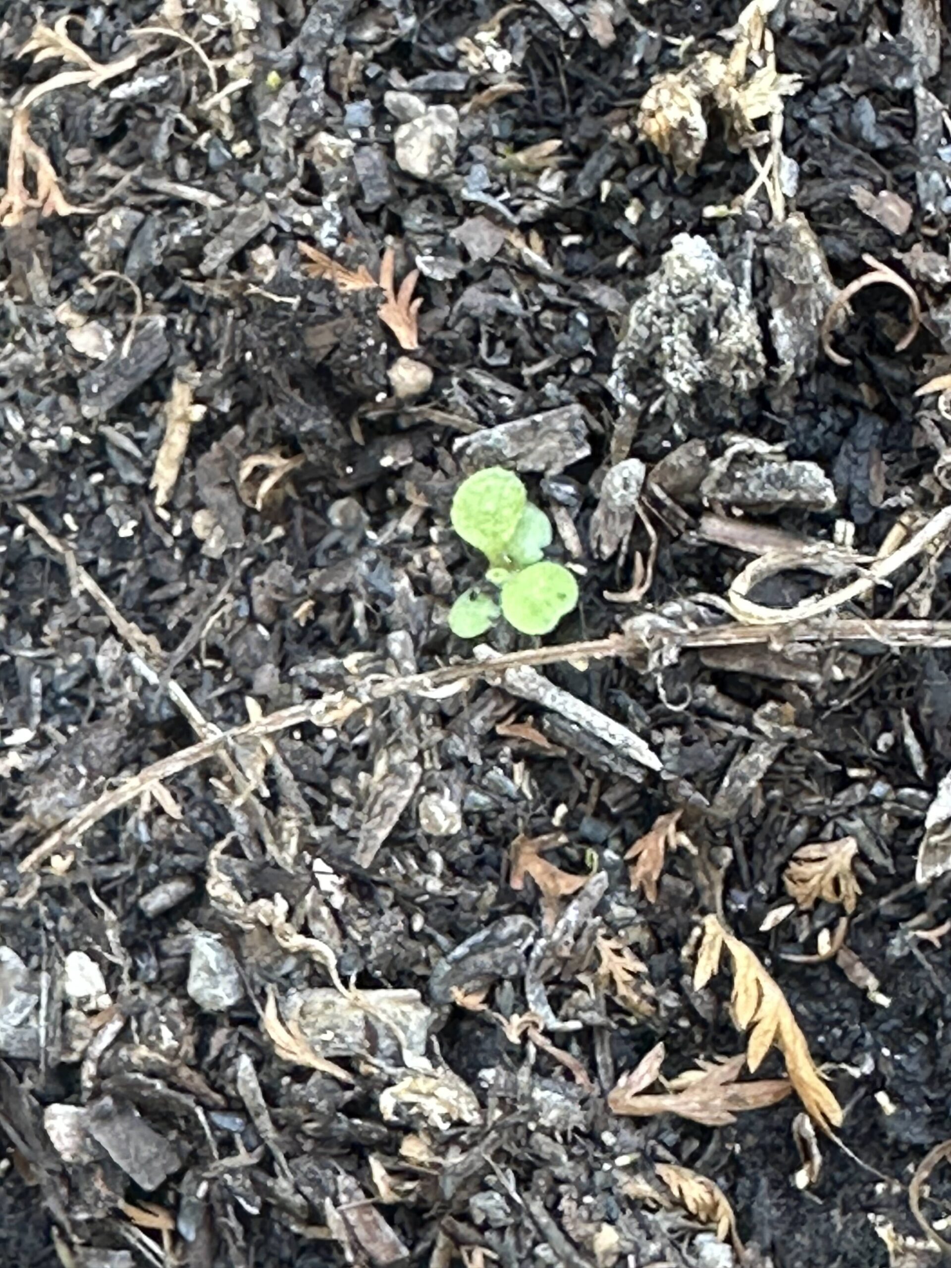 季節外れの芽が出てきた　よく見るとあちこちに小さな芽が出始めている このまま成長すると早速クソニンジンになるのか？枯れさせるわけにはいかないので一部を小さなプランターに入れて部屋の中と外で様子を見ることにした。 これがクソニンジンなら　1.5毛作？