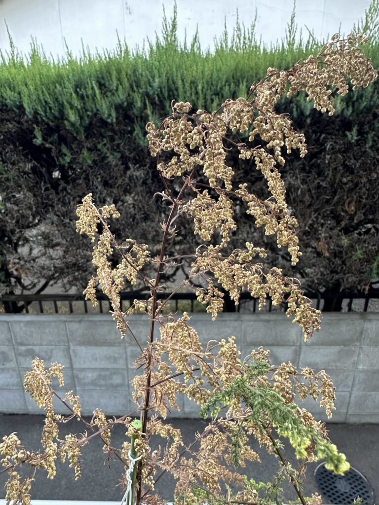 12月24日のクソニンジン　　上の方をハサミで切ってみる　手前のクソニンジンはまだ青々とした花満開の状態