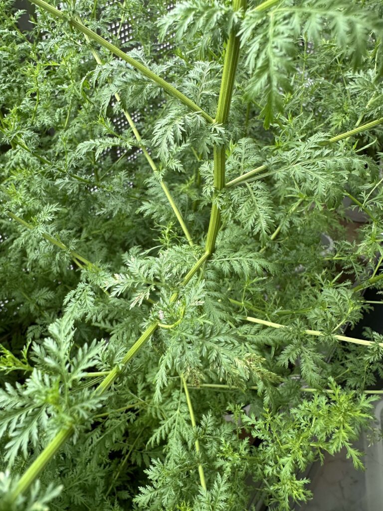 ８月になると葉はさらに大きくなり茎も太く背丈が急速に大きくなる。このころには株分けするのは困難なくらい根が固い木のような状態になる。