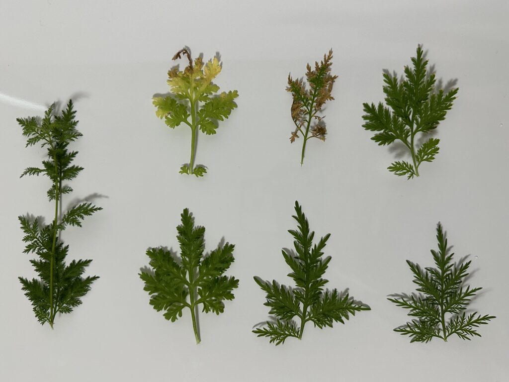 クソニンジンの葉の写真色々　同じ株でも色や形が変わることがある