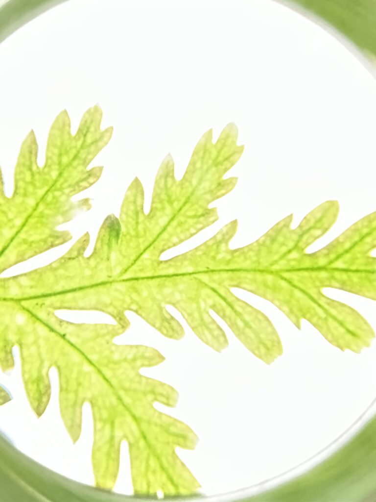 クソニンジンの葉の葉脈がわかる写真