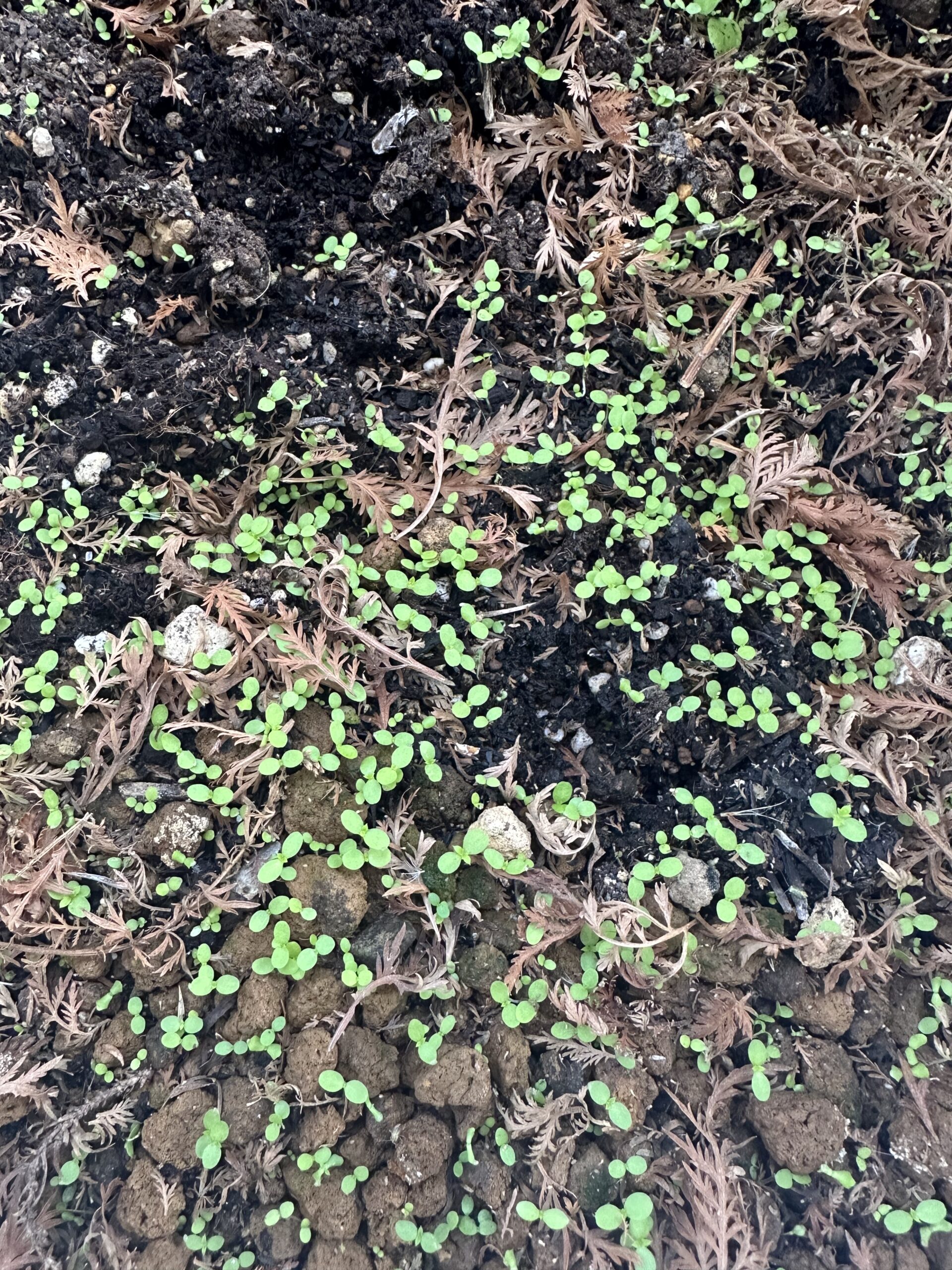 １月に発芽したクソニンジンの芽